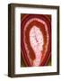 So Pure Collection - Red Agate Slice-Philippe Hugonnard-Framed Photographic Print