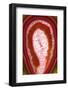 So Pure Collection - Red Agate Slice-Philippe Hugonnard-Framed Photographic Print