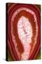 So Pure Collection - Red Agate Slice-Philippe Hugonnard-Stretched Canvas