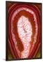 So Pure Collection - Red Agate Slice-Philippe Hugonnard-Framed Photographic Print