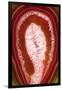 So Pure Collection - Red Agate Slice-Philippe Hugonnard-Framed Photographic Print