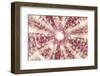 So Pure Collection - Red Sea Urchin Shell Close-up-Philippe Hugonnard-Framed Photographic Print