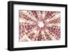 So Pure Collection - Red Sea Urchin Shell Close-up-Philippe Hugonnard-Framed Photographic Print