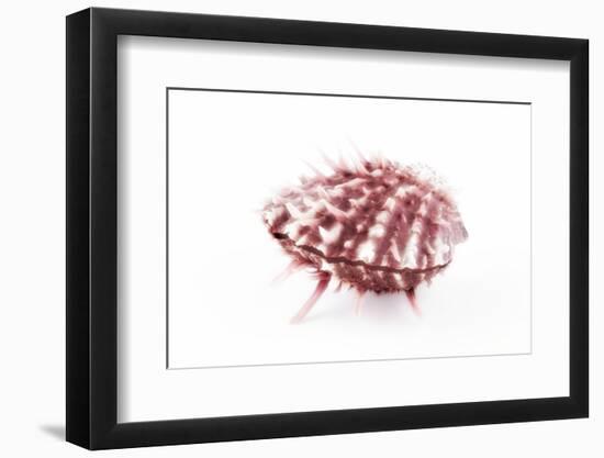 So Pure Collection - Red Spondylus Seashell-Philippe Hugonnard-Framed Photographic Print