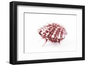 So Pure Collection - Red Spondylus Seashell-Philippe Hugonnard-Framed Photographic Print