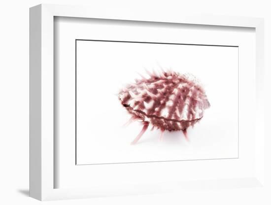 So Pure Collection - Red Spondylus Seashell-Philippe Hugonnard-Framed Photographic Print