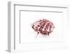 So Pure Collection - Red Spondylus Seashell-Philippe Hugonnard-Framed Photographic Print