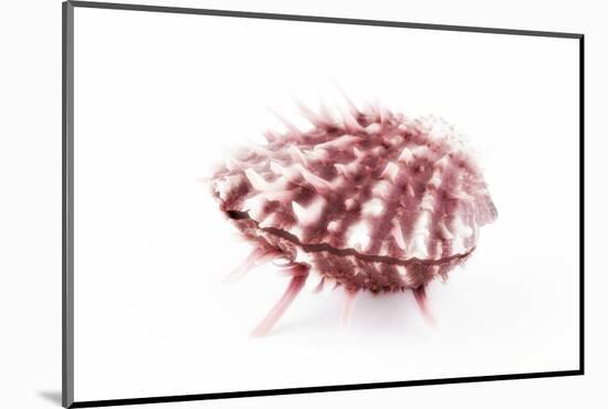 So Pure Collection - Red Spondylus Seashell-Philippe Hugonnard-Mounted Photographic Print