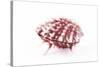 So Pure Collection - Red Spondylus Seashell-Philippe Hugonnard-Stretched Canvas