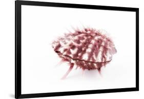 So Pure Collection - Red Spondylus Seashell-Philippe Hugonnard-Framed Photographic Print