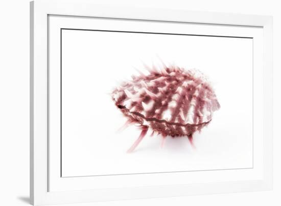 So Pure Collection - Red Spondylus Seashell-Philippe Hugonnard-Framed Photographic Print