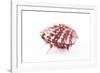 So Pure Collection - Red Spondylus Seashell-Philippe Hugonnard-Framed Photographic Print