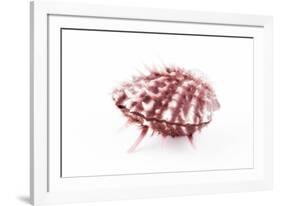 So Pure Collection - Red Spondylus Seashell-Philippe Hugonnard-Framed Photographic Print