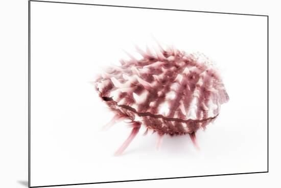 So Pure Collection - Red Spondylus Seashell-Philippe Hugonnard-Mounted Photographic Print