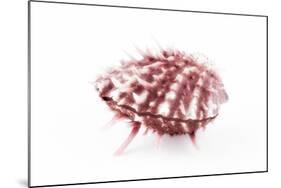 So Pure Collection - Red Spondylus Seashell-Philippe Hugonnard-Mounted Photographic Print