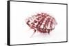 So Pure Collection - Red Spondylus Seashell-Philippe Hugonnard-Framed Stretched Canvas