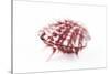 So Pure Collection - Red Spondylus Seashell-Philippe Hugonnard-Stretched Canvas