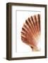 So Pure Collection - Scallop Seashell-Philippe Hugonnard-Framed Photographic Print