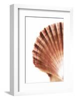 So Pure Collection - Scallop Seashell-Philippe Hugonnard-Framed Photographic Print