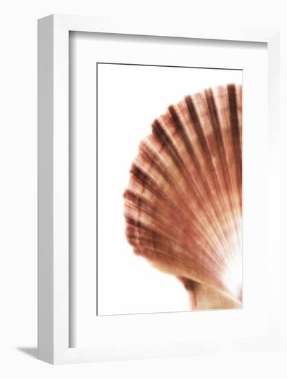 So Pure Collection - Scallop Seashell-Philippe Hugonnard-Framed Photographic Print