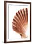 So Pure Collection - Scallop Seashell-Philippe Hugonnard-Framed Photographic Print