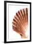 So Pure Collection - Scallop Seashell-Philippe Hugonnard-Framed Photographic Print