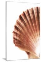 So Pure Collection - Scallop Seashell-Philippe Hugonnard-Stretched Canvas