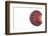 So Pure Collection - Sea Shell Clam-Philippe Hugonnard-Framed Photographic Print