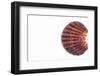 So Pure Collection - Sea Shell Clam-Philippe Hugonnard-Framed Photographic Print