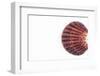 So Pure Collection - Sea Shell Clam-Philippe Hugonnard-Framed Photographic Print