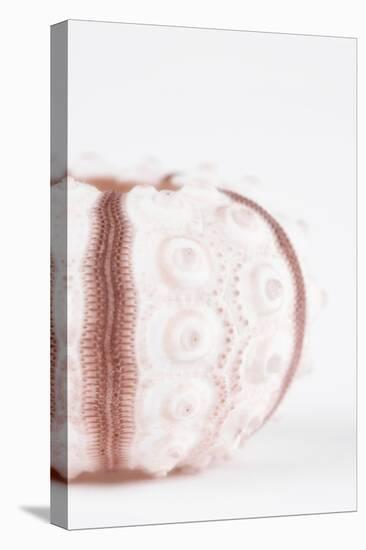 So Pure Collection - Seashell II-Philippe Hugonnard-Stretched Canvas