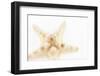 So Pure Collection - Seashell Star II-Philippe Hugonnard-Framed Photographic Print