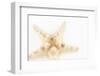 So Pure Collection - Seashell Star II-Philippe Hugonnard-Framed Photographic Print