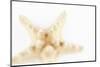 So Pure Collection - Seashell Star II-Philippe Hugonnard-Mounted Photographic Print