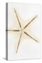 So Pure Collection - Seashell Star-Philippe Hugonnard-Stretched Canvas