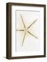 So Pure Collection - Seashell Star-Philippe Hugonnard-Framed Photographic Print