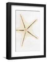 So Pure Collection - Seashell Star-Philippe Hugonnard-Framed Photographic Print