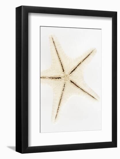 So Pure Collection - Seashell Star-Philippe Hugonnard-Framed Photographic Print