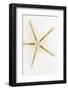 So Pure Collection - Seashell Star-Philippe Hugonnard-Framed Photographic Print