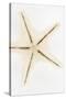 So Pure Collection - Seashell Star-Philippe Hugonnard-Stretched Canvas