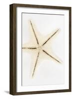 So Pure Collection - Seashell Star-Philippe Hugonnard-Framed Photographic Print