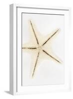 So Pure Collection - Seashell Star-Philippe Hugonnard-Framed Photographic Print