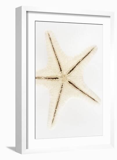 So Pure Collection - Seashell Star-Philippe Hugonnard-Framed Photographic Print