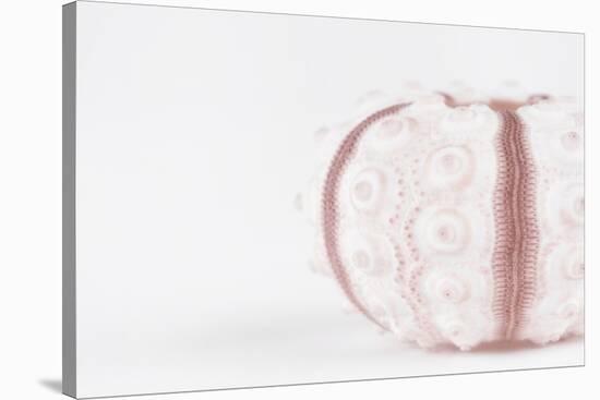 So Pure Collection - Seashell-Philippe Hugonnard-Stretched Canvas