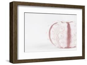 So Pure Collection - Seashell-Philippe Hugonnard-Framed Photographic Print