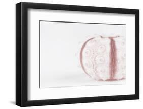 So Pure Collection - Seashell-Philippe Hugonnard-Framed Photographic Print