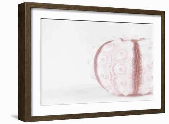 So Pure Collection - Seashell-Philippe Hugonnard-Framed Photographic Print