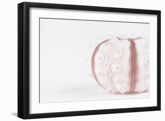 So Pure Collection - Seashell-Philippe Hugonnard-Framed Photographic Print