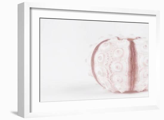 So Pure Collection - Seashell-Philippe Hugonnard-Framed Photographic Print