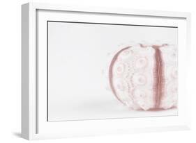 So Pure Collection - Seashell-Philippe Hugonnard-Framed Photographic Print